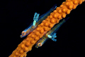 We have antennas!
Two small gobies with parasites attached, probably to their stomachs. 